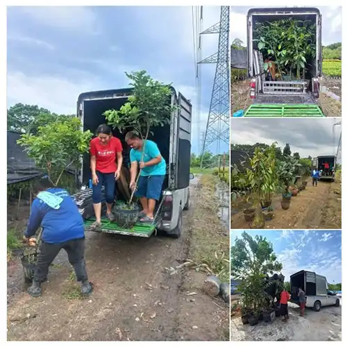 ส่งต้นไม้